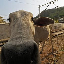 画像をギャラリービューアに読み込む, ENCOUNTERS in Pakistan - エンカウンターズ イン パキスタン—スマイルズ アンド カラーズ