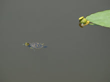 画像をギャラリービューアに読み込む, ENCOUNTERS I