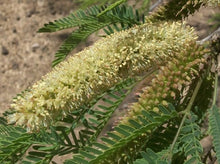 画像をギャラリービューアに読み込む, MESQUITE(メスキーテ)砂漠の花の蜂蜜