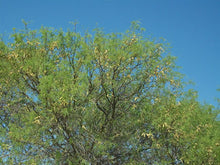 画像をギャラリービューアに読み込む, MESQUITE(メスキーテ)砂漠の花の蜂蜜