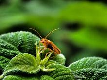 画像をギャラリービューアに読み込む, ENCOUNTERS I