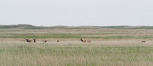 画像をギャラリービューアに読み込む, ENCOUNTERS II- Nebraska, U.S.A.