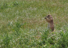 画像をギャラリービューアに読み込む, ENCOUNTERS II- Nebraska, U.S.A.