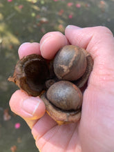 画像をギャラリービューアに読み込む, 神代椿 -銀-