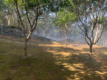 画像をギャラリービューアに読み込む, 神代椿 -銀-