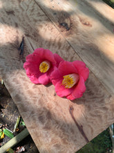 画像をギャラリービューアに読み込む, 神代椿 -銀-